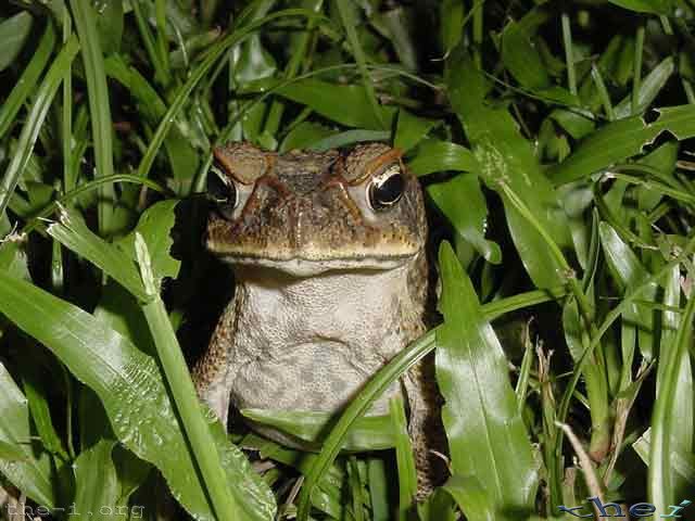 Cane Toad With Attitude