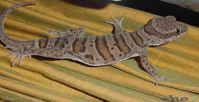 Cooktown Gecko