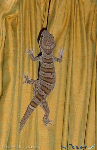 Cooktown Gecko