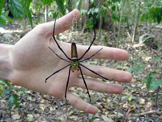 Large golden-orb spider in front of hand