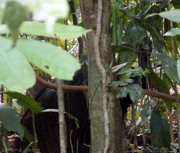 Cassowary hiding