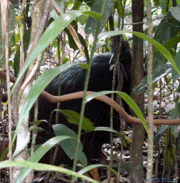 Cassowary looking innocent