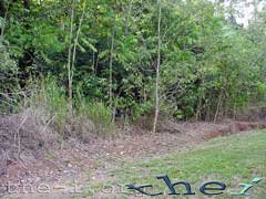 Cassowary escaping