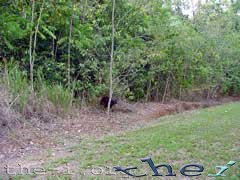 Cassowary escaping