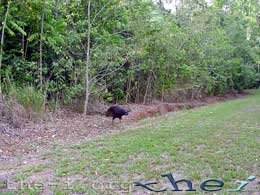 Cassowary escaping