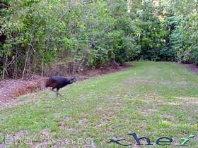 Cassowary escaping