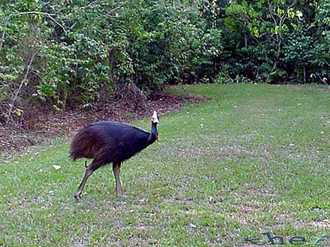 Cassowary escaping