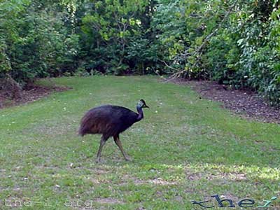 Cassowary escaping