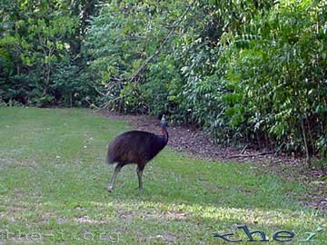 Cassowary escaping