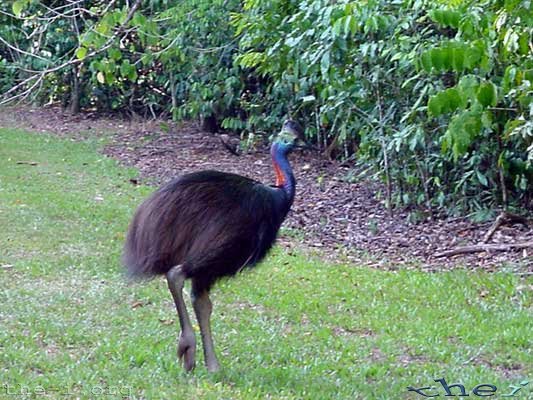 Cassowary escaping