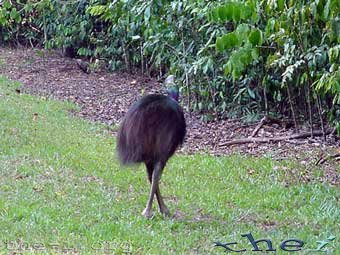 Cassowary escaping