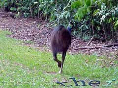 Cassowary escaping