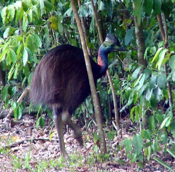 Cassowary escaping