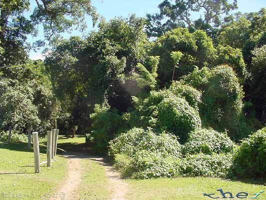 Track to camping area, Lion’s Den Hotel