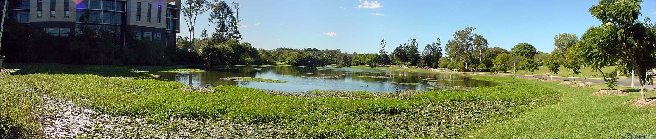 Ponds at UQ