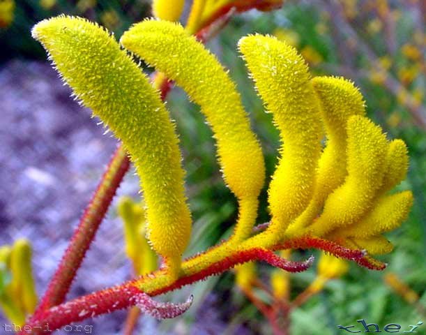 Kangaroo Paw Flower