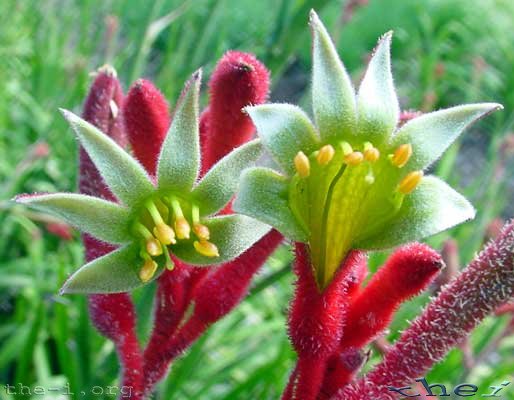 Kangaroo Paw Flower