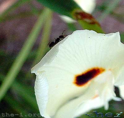Flower & Ant