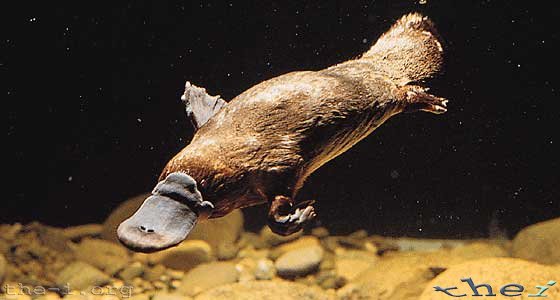 Platypus in Water