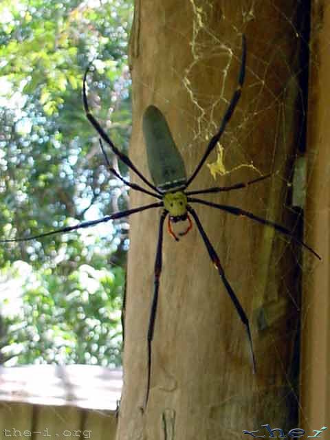 Golden Orb Spider under house eave