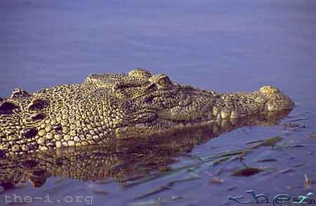 Salt Water Crocodile