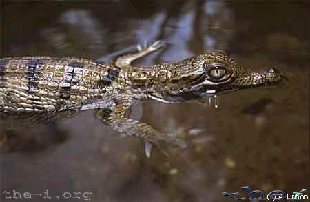 Fresh Water Crocodile