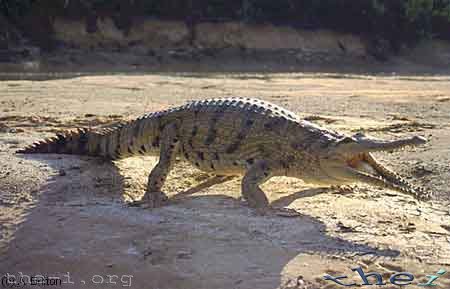 Fresh Water Crocodile