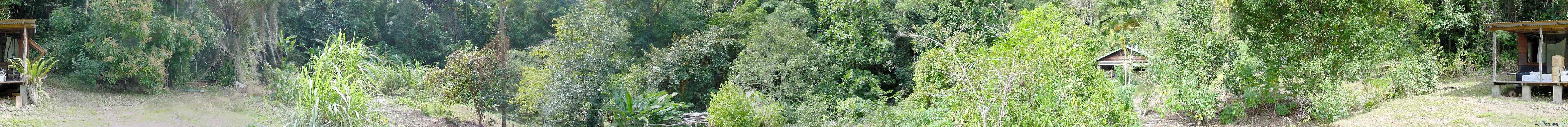 Rainforest View