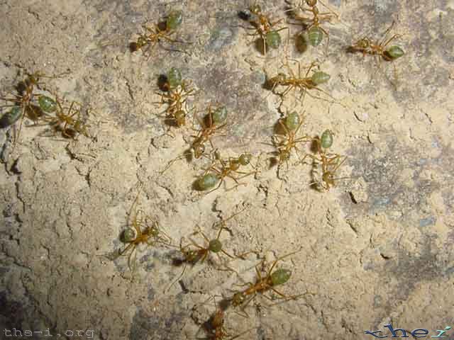 Green Ants