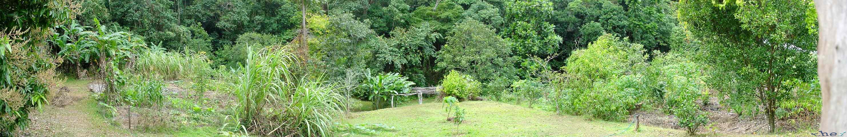 Rainforest Garden