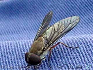 Marchfly