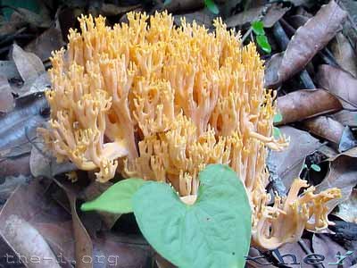 An interesting fungus